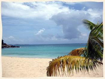 palm tree and caribbean seas