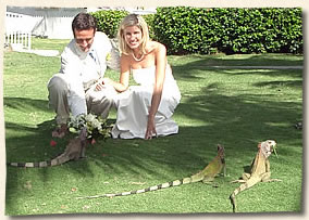 Tropical beach bride and groom with iguana guests.