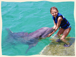 Sea Lion Swim St Thomas Virgin Islands