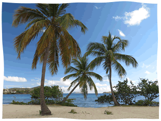 Sapphire Beach Under the Palm Tress