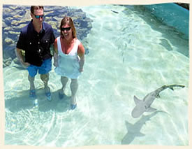 Married with sharks st thomas virgin islands wedding